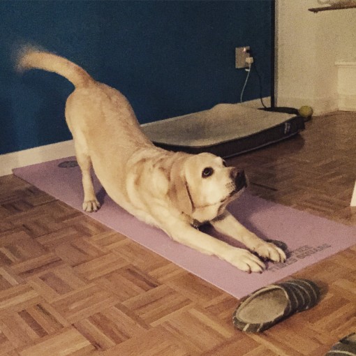 nyminutenow yoga dog